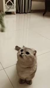 Short Foot Video Cute Baby Animals Cute Animals Funny Animal Videos