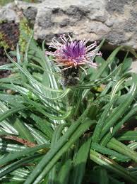 Image result for Bothriocline quercifolia