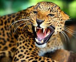 Time at peak 1 week. Como Nacen Los Jaguares Como Es Que Paren