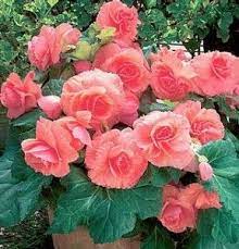 How To Grow Begonias Houseplants 2011 Begonia Flowers Flower Pots