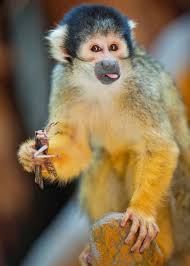 Squirrel Monkey Squirrel Monkey Cute Monkey Pet Monkey