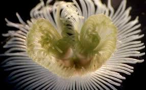 Image result for Belonophora