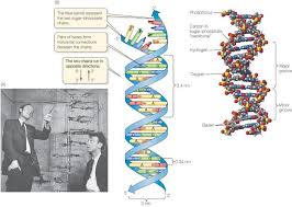 Discovery Of Dna Structure And Function Dna And Genes Gene Expression Dna