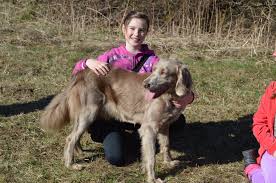 Image result for výmarský dlouhosrstý ohař