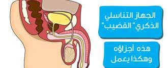 حقائق هامة عن الحيوانات المنوية ويب طب