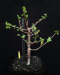 Image result for Commiphora pteleifolia