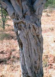 Image result for Boscia foetida