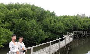 Hewan atau binatang dengan penciuman paling tajam. 10 Gambar Pantai Mangrove Medan Deli Serdang Wisata Alam Sumatera Utara Jejakpiknik Com