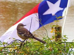 Common Birds Of West Texas State Flag State Bird Native Texan Texas Theme Only In Texas