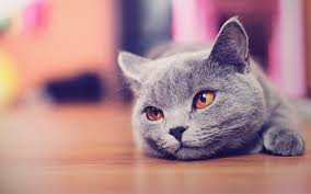 Cute cats and kittens i love cats kittens cutest kittens meowing baby animals funny animals cute animals. Cat Wallpaper Tumblr Pixelstalk Net