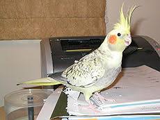 Cockatiel Colour Genetics Wikipedia