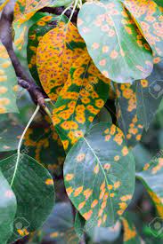 Check spelling or type a new query. Yellow Spots On The Leaves Of The Tree And The Disease Of The Fruit Tree Stock Photo Picture And Royalty Free Image Image 95999743