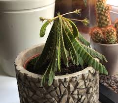 Image result for Biophytum