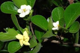 Image result for Catunaregam