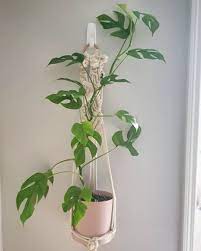 Happy Monsteramonday Everyone This Mini Monstera Or Raphidophora Tetrasperma Has Never Stopped Growing Check Out T Monstera Plant Care Plants Monstera Plant