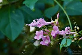 Image result for Tanaecium