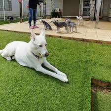 Jet pet redefines pet boarding with luxury hotel amenities in north vancouver, vancouver olympic village, and phoenix az. Dog Hotel Near Me Cheap Online