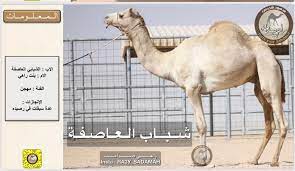 Check spelling or type a new query. Ø±Ø§Ø¹ÙŠ Ø§Ù„Ø®ÙŠØ§Ù„ÙŠÙ‡ On Twitter 52 ÙˆØ±Ø³Ø§Ù† Ø§Ù„Ø¹Ø§ØµÙØ©