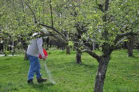 How To Feed Fertilize Fruit Trees Fruit Trees Growing Fruit Trees Fruit Garden