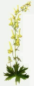 Wolfsbane Seeds For The Witch S Garden From Alchemy Works Witch Garden Wolfsbane Understory Plants