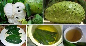Le Corossol Ou Egalement Connu Sous Le Nom De Graviola Est Un Fruit Exotique Connu Pour Son Gout Unique Dont Beaucoup De Gens Disent Qu Feuille De Corossol Le Corossol Et