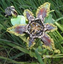 Image result for Ferraria glutinosa