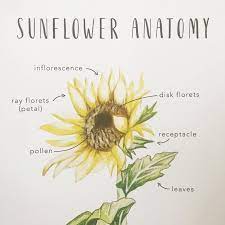 Sunflower Anatomy Printables Homeschool Resources Flower Etsy In 2020 Sunflower Sunflower Facts Homeschool