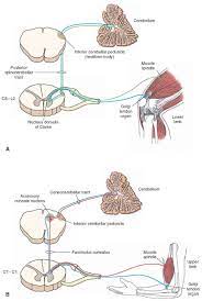 Cuneocerebellar tract anatomy of the brain seehearsaylearn. A The Dorsal Posterior Spinocerebellar Tract B The Cuneocerebellar Tract See Text For Details C Cer Nervous System Anatomy Spinal Cord Brain Anatomy