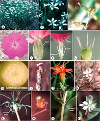 Image result for Caryophyllaceae