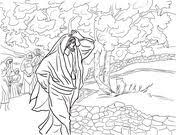 Jesus Curses The Fig Tree Coloring Page Tree Coloring Page Coloring Pages Fig Tree