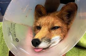 Cudahy Fox Update It was Wound Treatment and Bandage Change Day today. The  soft-tissue injuries to his paw continue to heal remarkably fast -- scroll  down to compare today's paw photo with