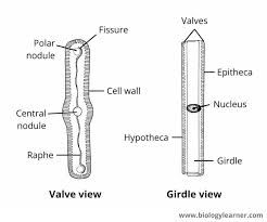 Image result for Entada bacillaris