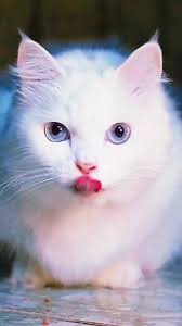 Buscando a Sandra: Gato Divertido y Adorable 😍