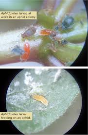 While aphids in general feed on a wide variety of plants, different species of aphids can be specific to certain plants. Biocontrol Anecdotes Aphidoletes
