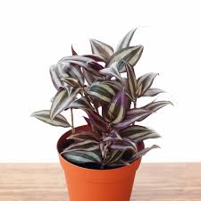 Image result for Tradescantia zebrina