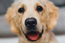 Names For Golden Retrievers