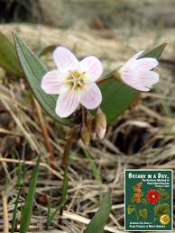 Image result for Montiniaceae