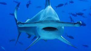 Preparando todo para la pre temporada del equipo de fernando gago #vamosaldosivi #tiburón pic.twitter.com/li2mebftuk. El Tiburon Martillo Y Su Herramienta De Caza Su Extrana Cabeza En Forma De T