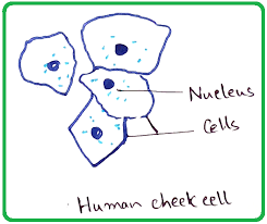 Cell venn diagram, exit tickets. Human Cheek Cells Under The Microscope Haematoxylin Cell Membrane