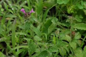 Image result for Clinopodium