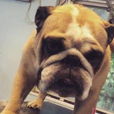 Contact posh pets today about dog daycare in hamshire, tx. Posh Pet Parlour Weybridge Home Facebook