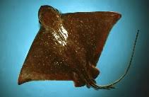 Eagle ray myliobatis aquila (gewöhnlicher) adlerrochen {m} [auch: Myliobatis Freminvillei Bullnose Eagle Ray Fisheries