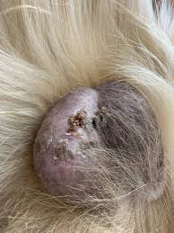 Image result for scrotum dog skin peeling