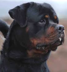 pin by kopek dunyasi on 2021 satilik rottweiler fiyatlari rottweiler dogs labrador retriever