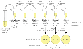 Calibration Protocol Conversion Of Od600 To Colony Forming Units Cfus V2