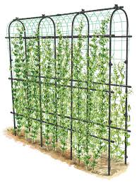 Metal garden rose arches to transform your garden & support your plants. How To Grow Peas Growing Sugar Snap Peas Gardeners Com