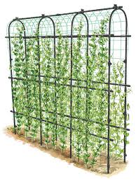 .ring metal plant support stakes bonsai support plant support rack backyard garden tool. How To Grow Peas Growing Sugar Snap Peas Gardeners Com