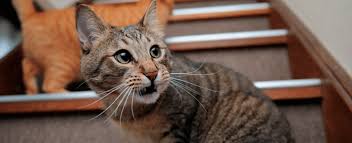 Home behavior/training how and why flehmen response in cats: Why Cats Leave Their Mouth Hanging Open After Smelling Something I Can Has Cheezburger