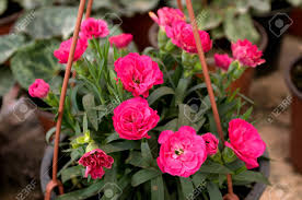 March 1, we open with spring flowers bursting with color! Pink Flowers Bloom In February Ready For The March 8 Women S Day In A Sunny Greenhouse In The Village Near Novi Sad Serbia Stock Photo Picture And Royalty Free Image Image 72413682