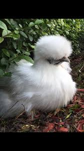 Silkie Seidenhuhn Uschi Fancy Chickens Animals Cute